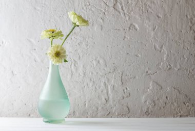 Beyaz arka plan üzerinde Zinnia çiçekler