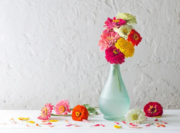 Fleurs de zinnia sur fond blanc — Photo