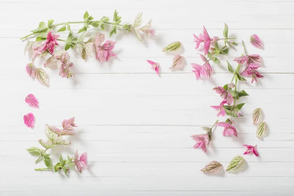 Salvia decorativa sobre fondo de madera blanca —  Fotos de Stock
