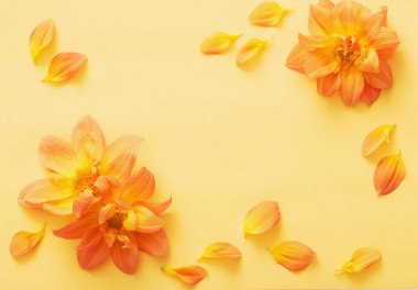 arka plan ile çiçek dahlias