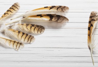 Ahşap arka plan üzerinde bir kuş tüyleri