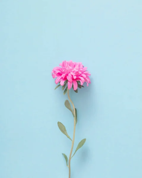 Квіти айс на синьому фоні — стокове фото