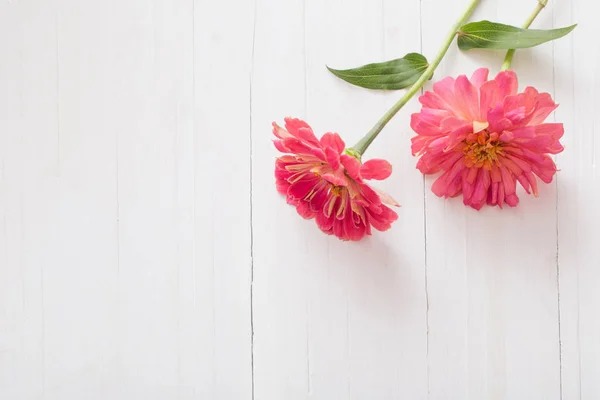 Fond avec des fleurs de zinnia — Photo