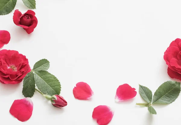 Röda rosor på vit bakgrund — Stockfoto