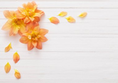 arka plan ile çiçek dahlias