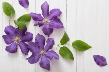 arka plan ile mor akasma