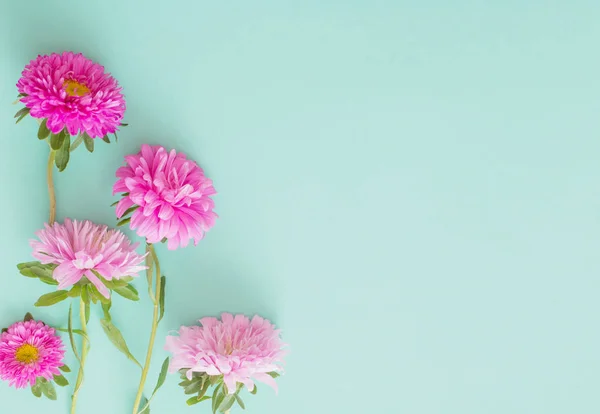 Asters fleurs sur fond vert — Photo