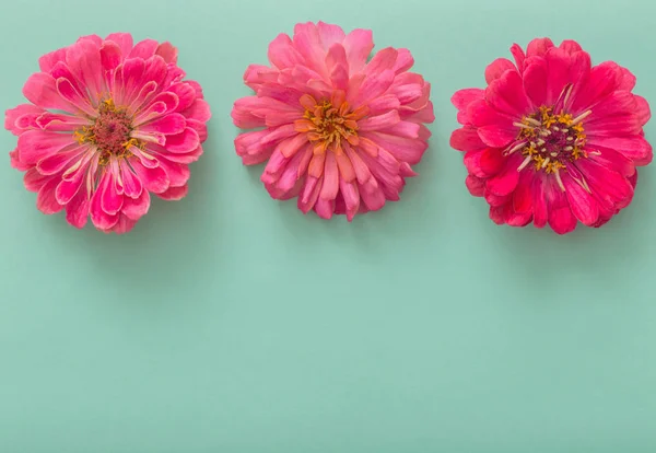 Fondo con flores de zinnia — Foto de Stock
