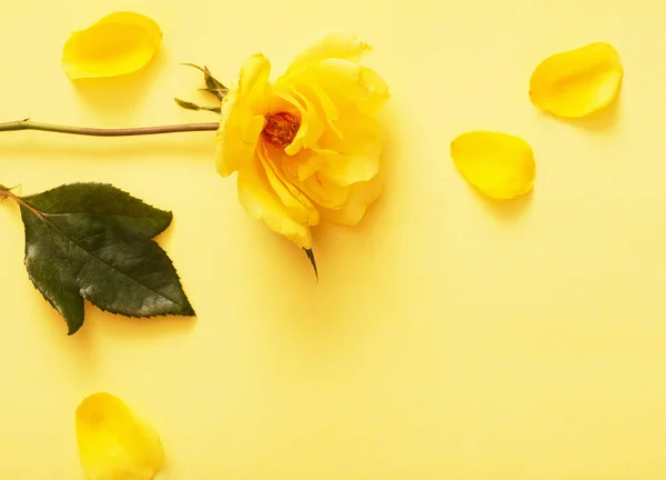 Κίτρινο τριαντάφυλλο σε κίτρινο φόντο — Φωτογραφία Αρχείου