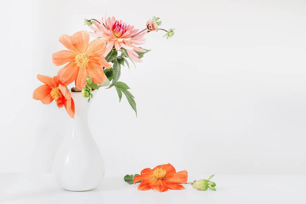 orange dahlia in white vase on white background