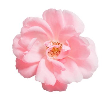 Pembe Gül beyaz arkaplanda izole edildi