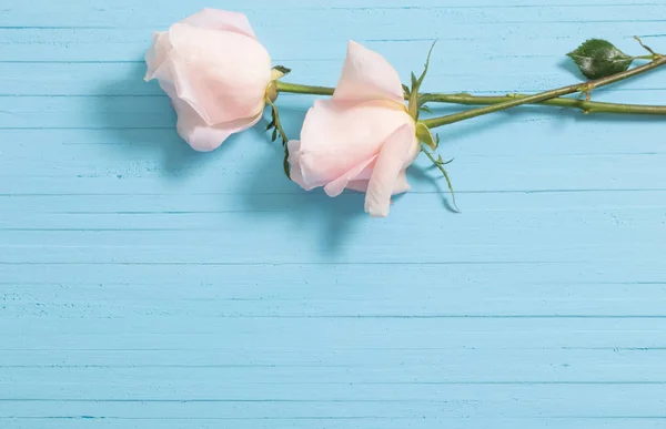 Hermosas rosas sobre fondo de madera azul — Foto de Stock