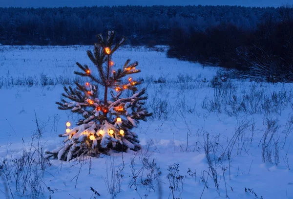 Gece ormanda Noel ağacı — Stok fotoğraf