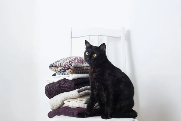Czarny kot z zimowych ubrań na krześle — Zdjęcie stockowe