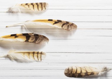 Ahşap arka plan üzerinde bir kuş tüyleri