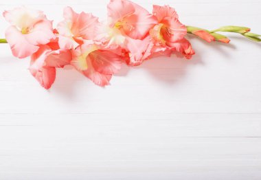 Kılıç çiçeği Beyaz ahşap zemin üzerinde 