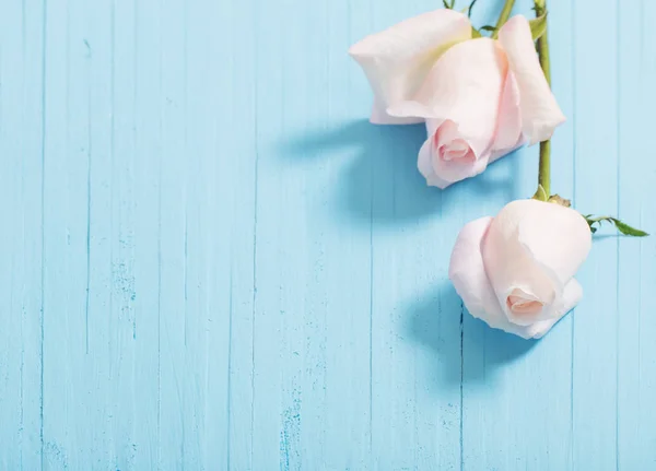 Красиві троянди на синьому дерев'яному фоні — стокове фото