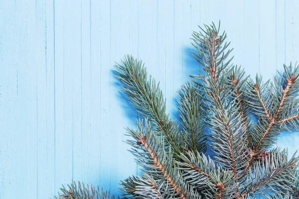 Tannenzweig auf blauem Holzhintergrund — Stockfoto