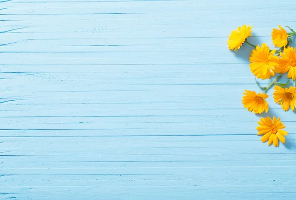 Mavi ahşap zemin üzerine Calendula çiçekler — Stok fotoğraf