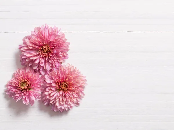 Crisantemos rosados sobre fondo blanco de madera — Foto de Stock