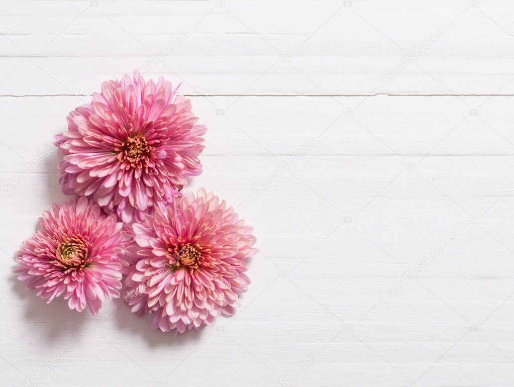pink chrysanthemums on white wooden background 