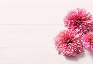 Beyaz ahşap zemin üzerinde pembe krizantem 