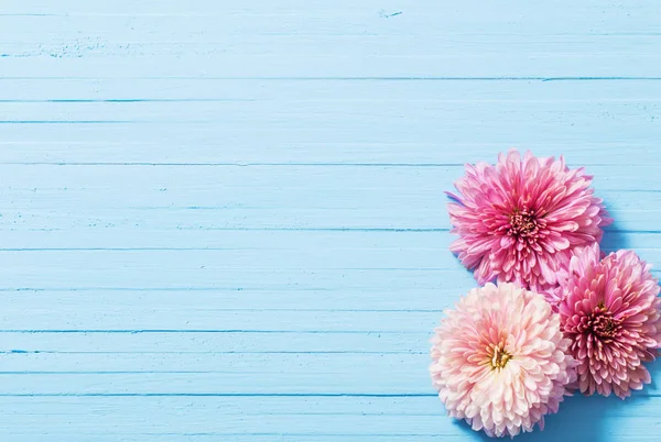 Chrysanthèmes roses sur fond de bois bleu — Photo