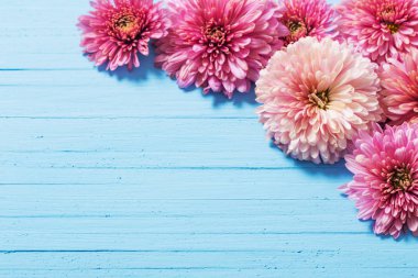 pink chrysanthemums on blue wooden background  clipart