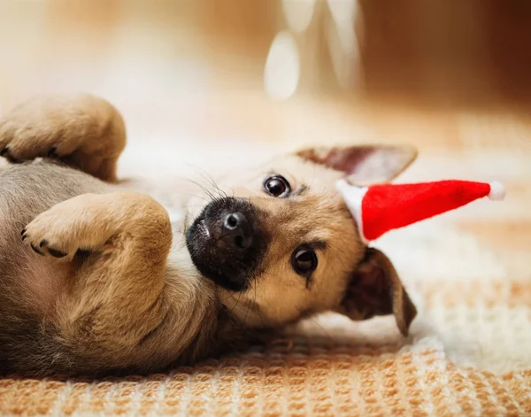 Pequeno cão em chapéu de Natal vermelho — Fotografia de Stock