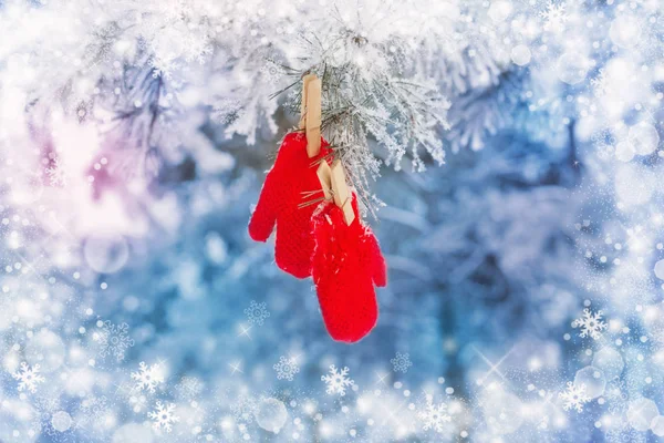 Red mittens on winter pine tree — Stock Photo, Image