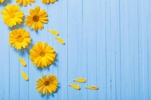 Flores de calêndula em fundo de madeira azul — Fotografia de Stock