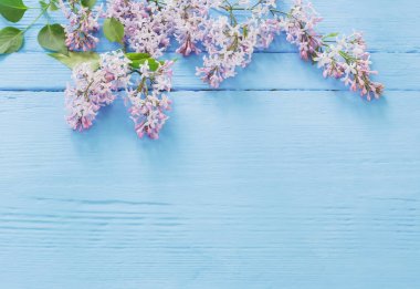 Mavi ahşap arka plan üzerinde güzel leylak