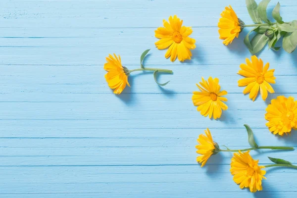 Fleurs de calendula sur fond de bois bleu — Photo