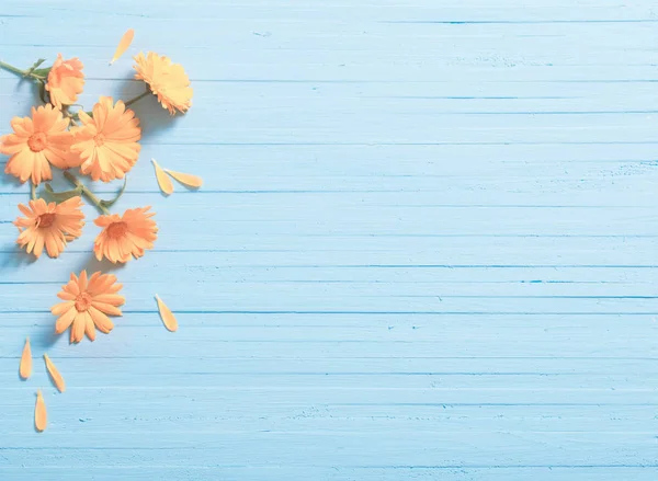 Flores de caléndula sobre fondo azul de madera — Foto de Stock