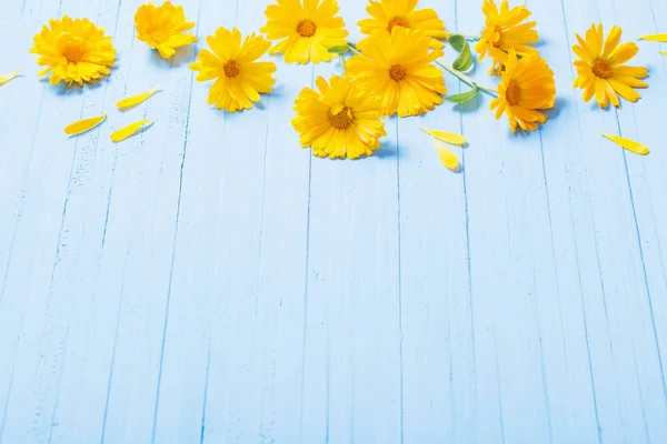 Kwiaty nagietka na niebieskim tle drewnianych — Zdjęcie stockowe