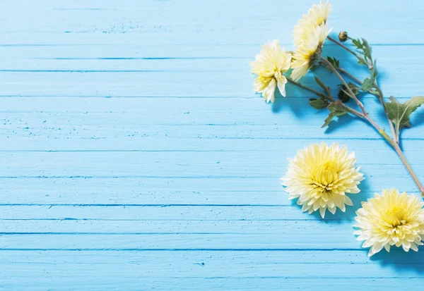 Żółte chryzantemy na niebieskim tle drewnianych — Zdjęcie stockowe
