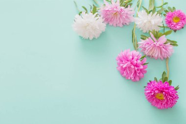 Aster çiçek yeşil zemin üzerine