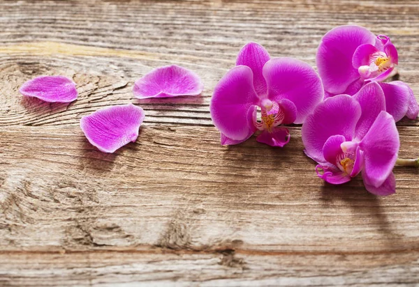 Orquídea sobre fondo de madera viejo —  Fotos de Stock