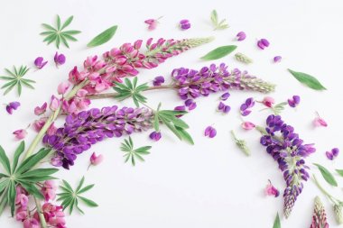 Beyaz arka plan üzerinde acı bakla çiçekler