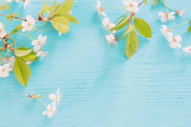 Mavi ahşap arka plan üzerinde beyaz bahar çiçekleri