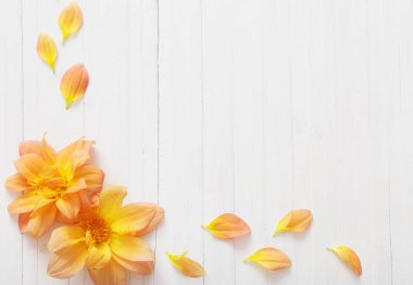 arka plan ile çiçek dahlias