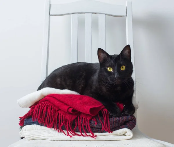 Bir sandalye üzerinde kış giysileri ile kara kedi — Stok fotoğraf