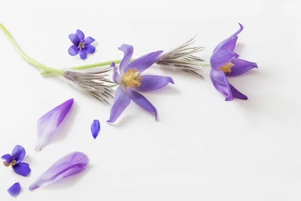 Весняні фіолетові квіти на білому тлі — стокове фото