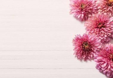 Beyaz ahşap zemin üzerinde pembe krizantem 