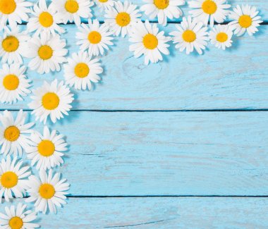 Mavi ahşap arka plan üzerinde papatya çiçeği