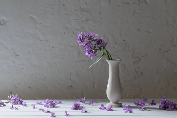 Hesperis matronali flores en jarrón sobre fondo blanco — Foto de Stock