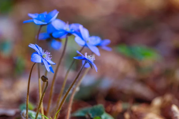 Snowdrops στο φως του ήλιου υπαίθρια — Φωτογραφία Αρχείου