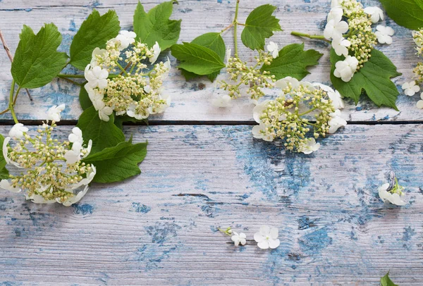 Flores Brancas Fundo Madeira Azul — Fotografia de Stock