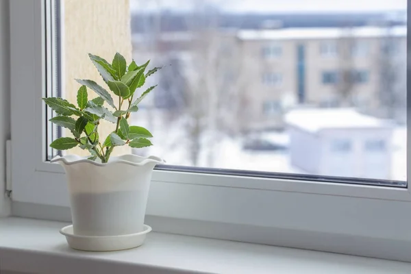 Plantas verdes en el alféizar de la ventana en invierno — Foto de Stock