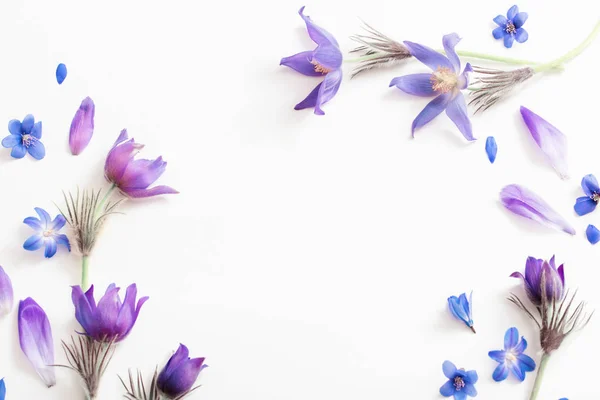 Lente violette bloemen op een witte achtergrond Stockfoto